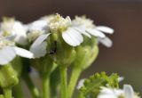 Achillea alpina. Соцветие с тлёй. Приморский край, Владивостокский ГО, о. Желтухина, каменистая береговая полоса. 17.08.2023.