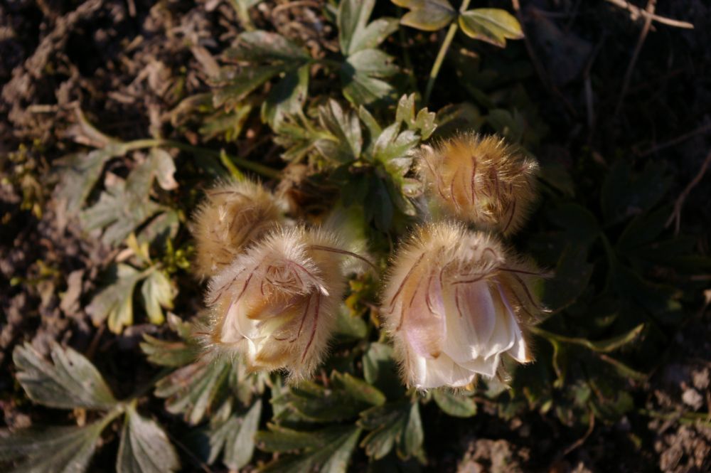 Изображение особи Pulsatilla vernalis.