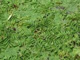 Salvinia natans