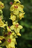 Verbascum nigrum. Цветки и бутоны. Псковская обл., г. Себеж, Замковая гора, смотровая площадка, бровка склона южн. экспозиции, опушка леса. 29.07.2023.