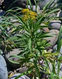 Senecio cannabifolius