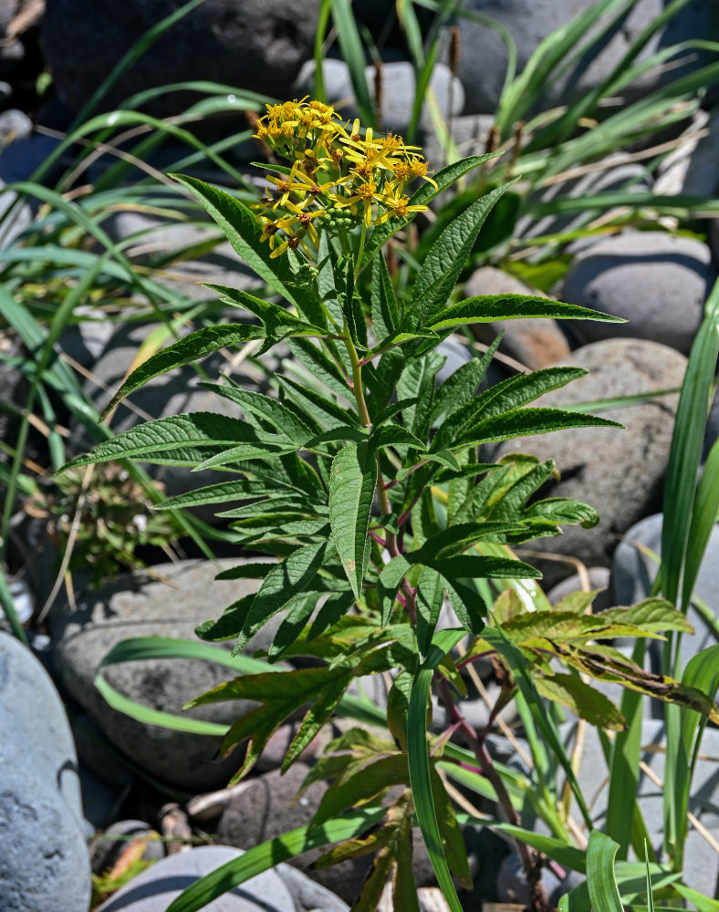 Изображение особи Senecio cannabifolius.