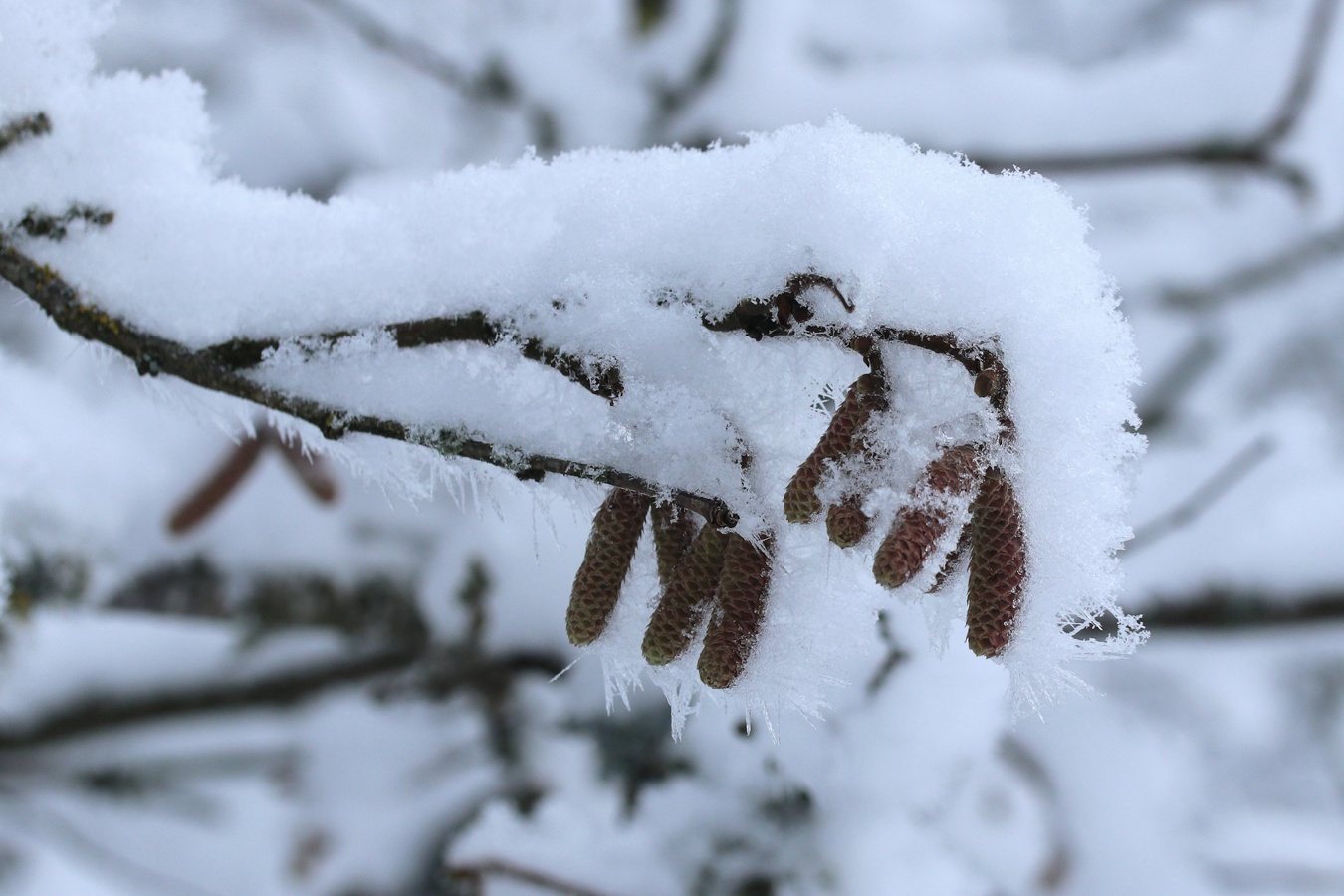 Image of Corylus avellana specimen.