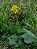 Ligularia hodgsonii. Цветущее растение в сообществе с Iris, Geranium, Trifolium, Sanguisorba и Poaceae. Курильские о-ва, о-в Кунашир, берег оз. Лагунное, луг. 18.08.2022.