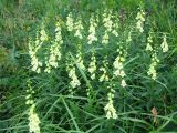 Digitalis ciliata