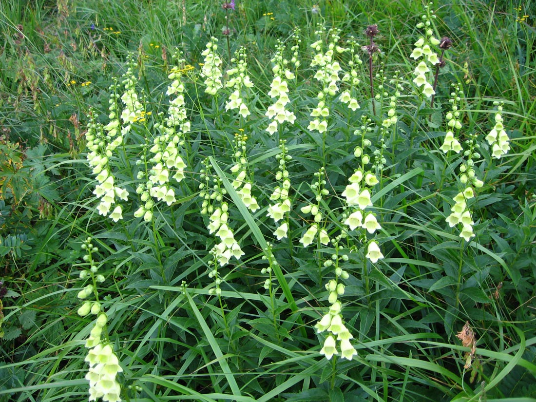 Image of Digitalis ciliata specimen.