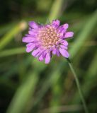 Knautia arvensis. Соцветие. Пермский край, г. Пермь, Индустриальный р-н, разнотравный луг. 04.08.2023.