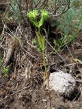 Valerianella dactylophylla. Плодоносящее растение. Казахстан, Туркестанская обл., Байдибекский р-н, верх. р. Улькен-Бугунь, ≈800 м н.у.м., саванноидное сообщество. 18.05.2023.