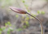 Tulipa patens