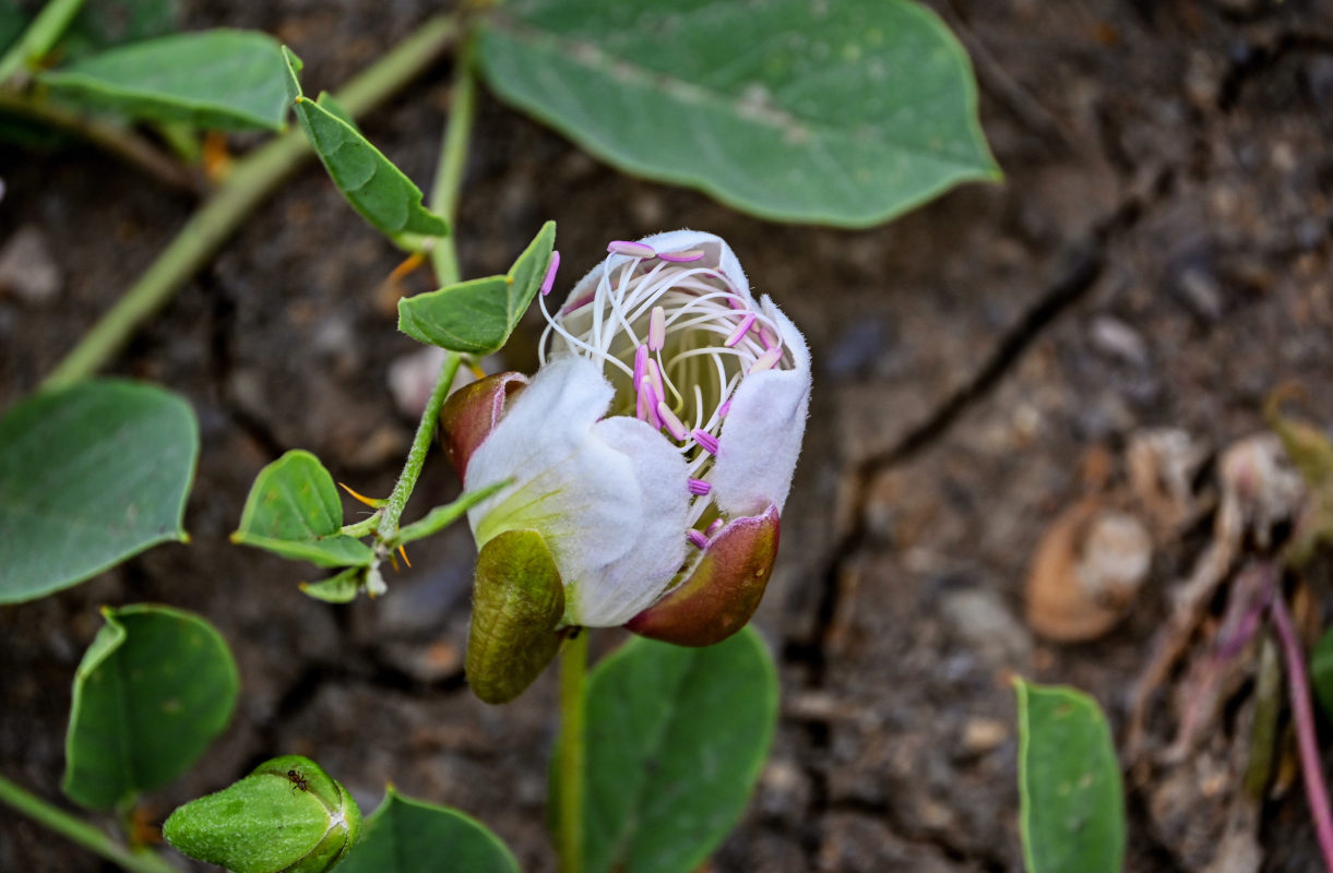 Image of Capparis herbacea specimen.