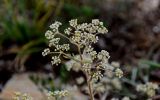 familia Apiaceae. Часть соцветия. Армения, обл. Гегаркуник, берег оз. Севан, гора Артаниш, ≈ 1900 м н.у.м., каменистый участок лугового склона. 23.06.2022.