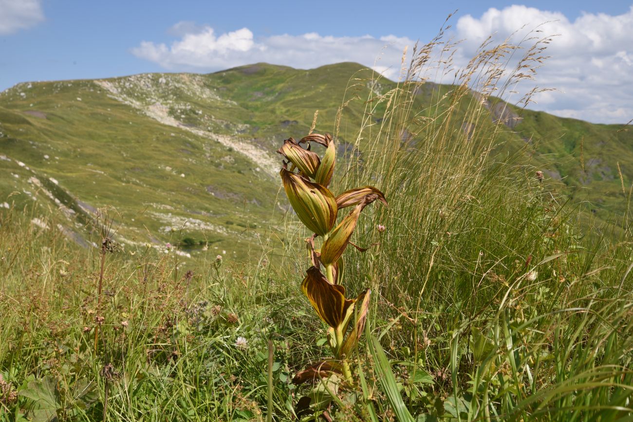 Изображение особи Veratrum lobelianum.