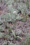 Allium tulipifolium