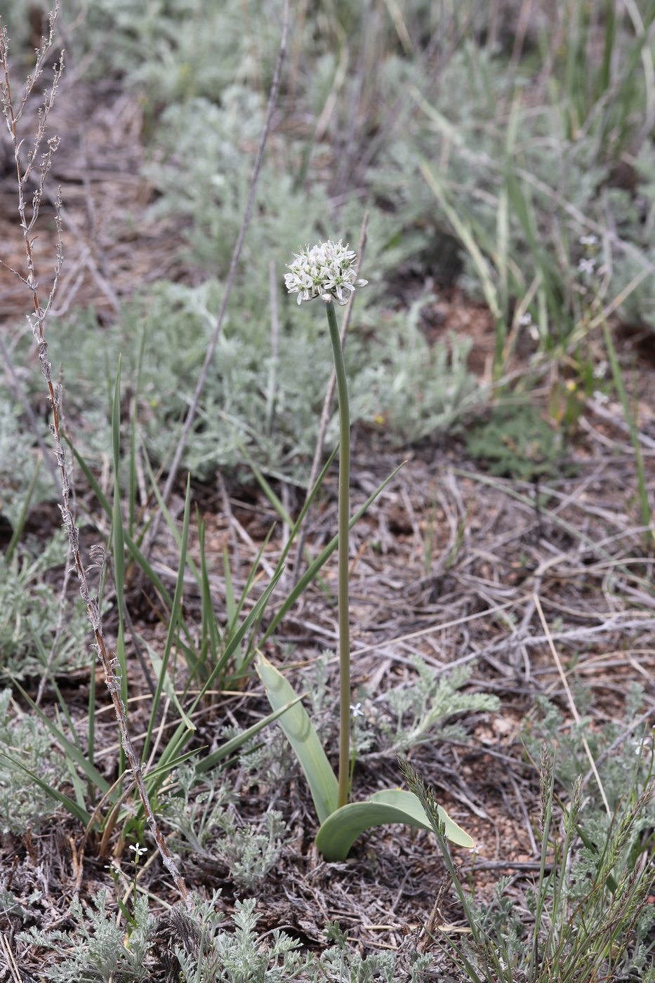 Изображение особи Allium tulipifolium.