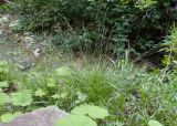 Carex divulsa