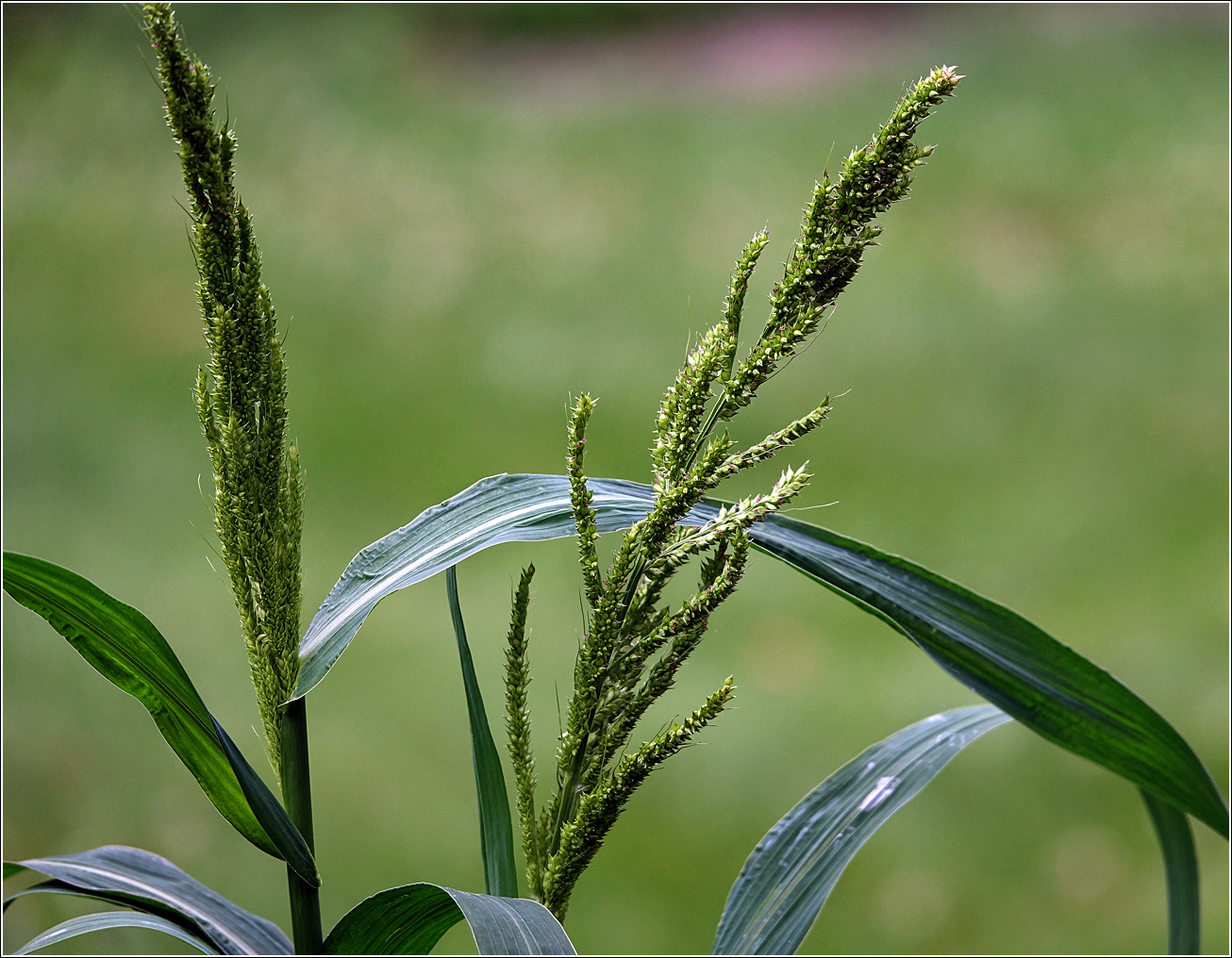 Image of genus Echinochloa specimen.