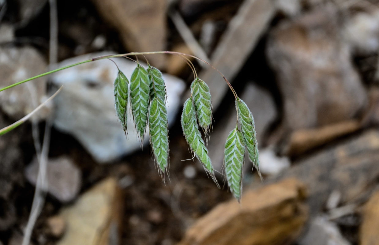Image of Bromus squarrosus specimen.