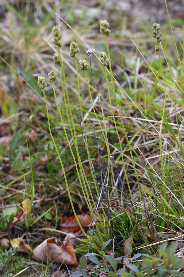 Image of Tofieldia pusilla specimen.