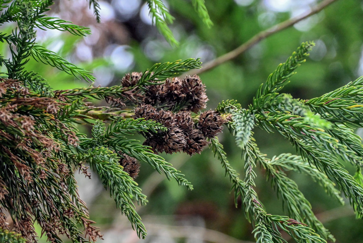 Image of Cryptomeria japonica specimen.