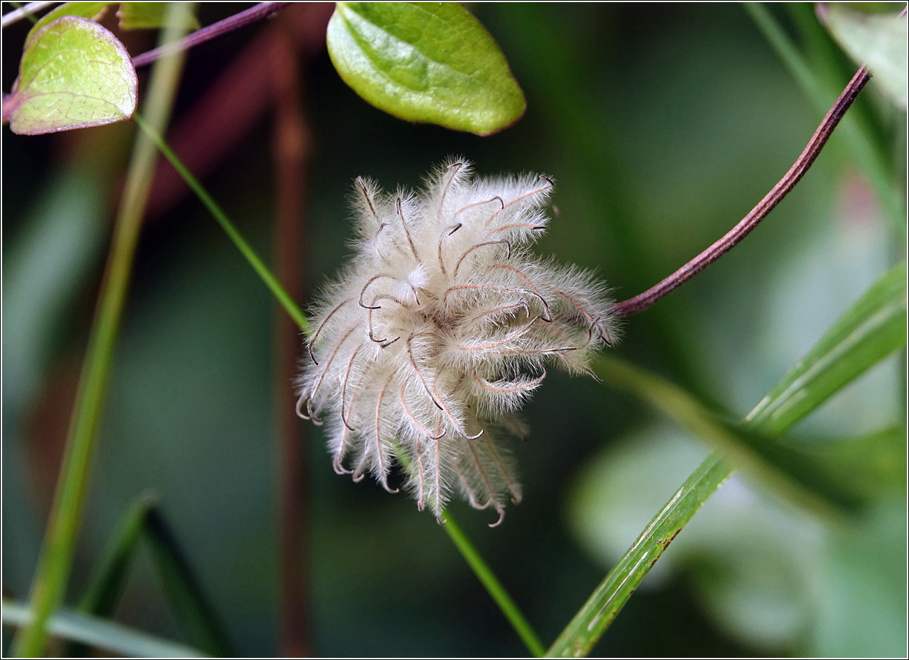 Изображение особи Clematis × jackmanii.