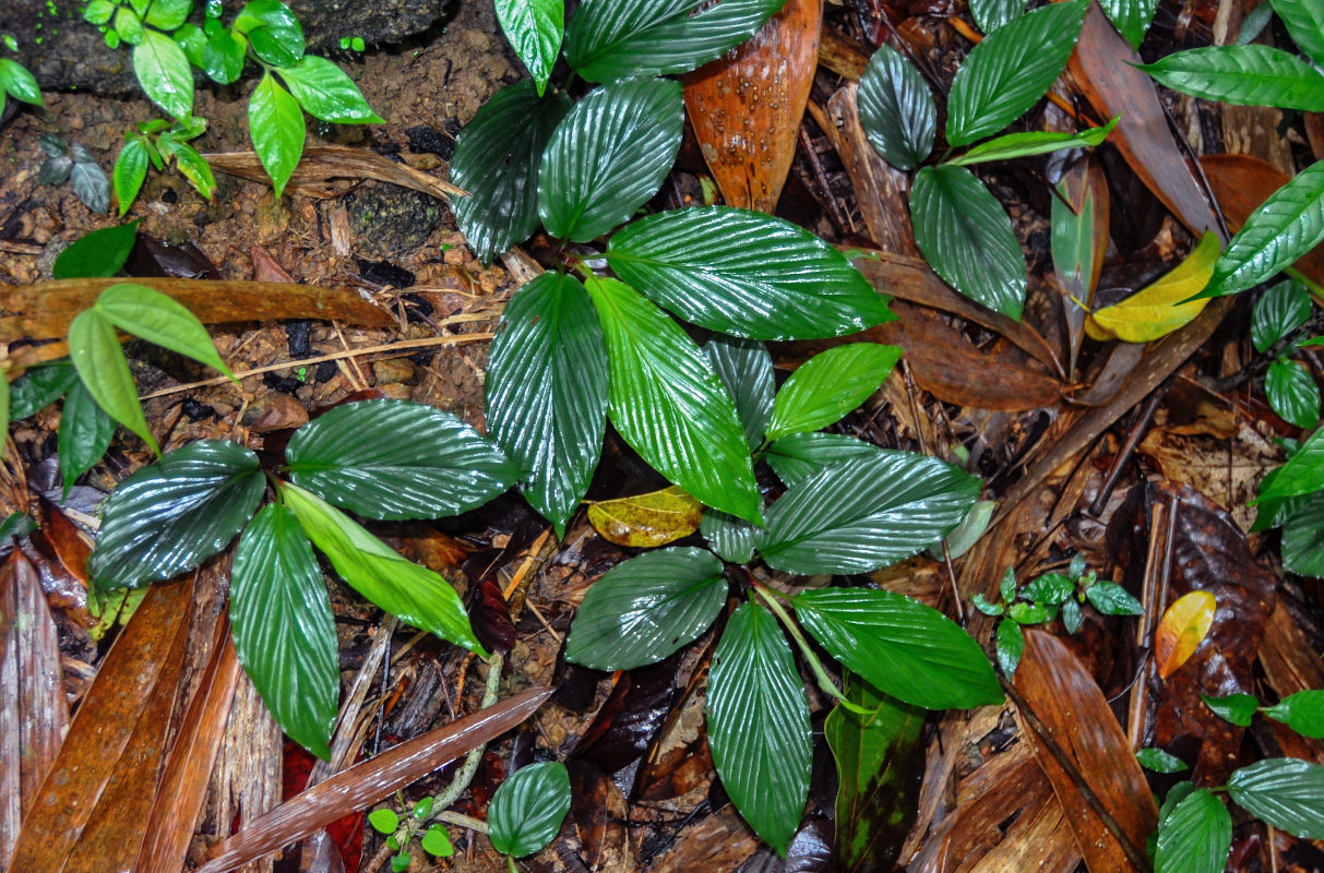Изображение особи Boesenbergia plicata.
