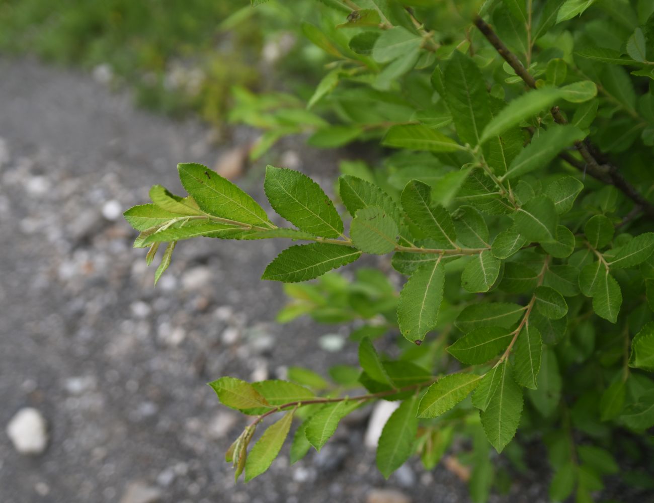 Image of Salix caprea specimen.