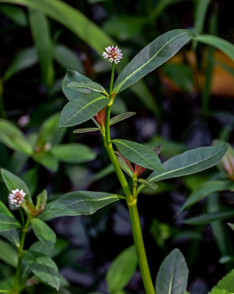 Изображение особи Alternanthera philoxeroides.