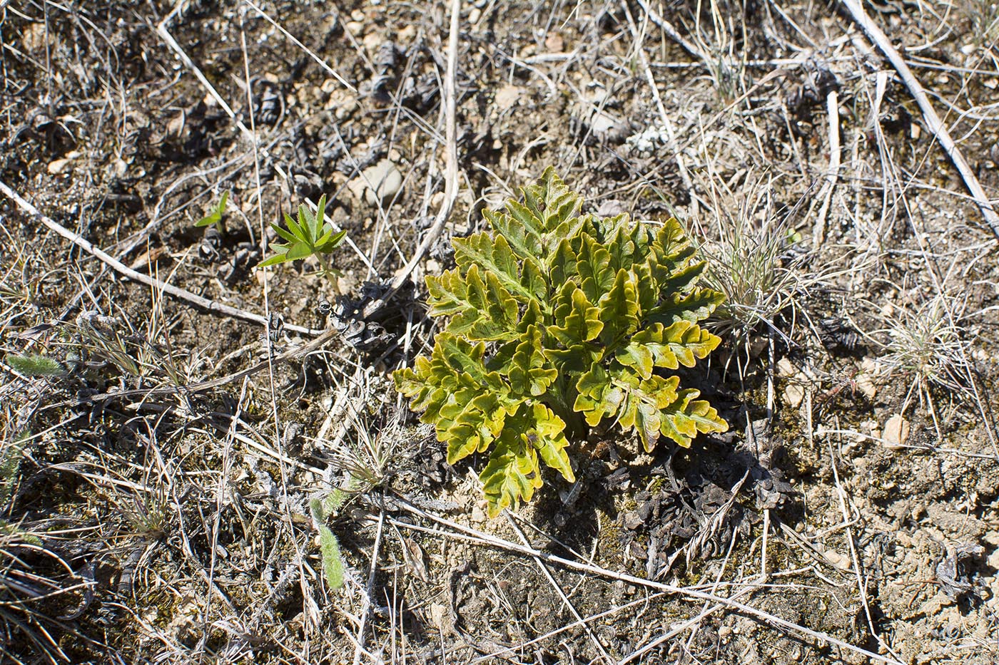 Изображение особи Botrychium multifidum.