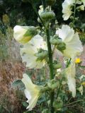 Alcea rugosa