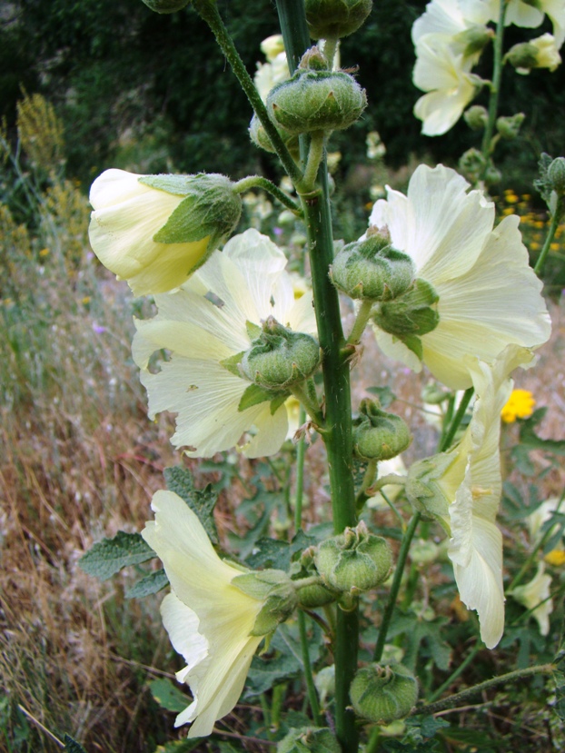 Изображение особи Alcea rugosa.