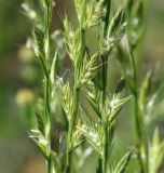 Lolium multiflorum
