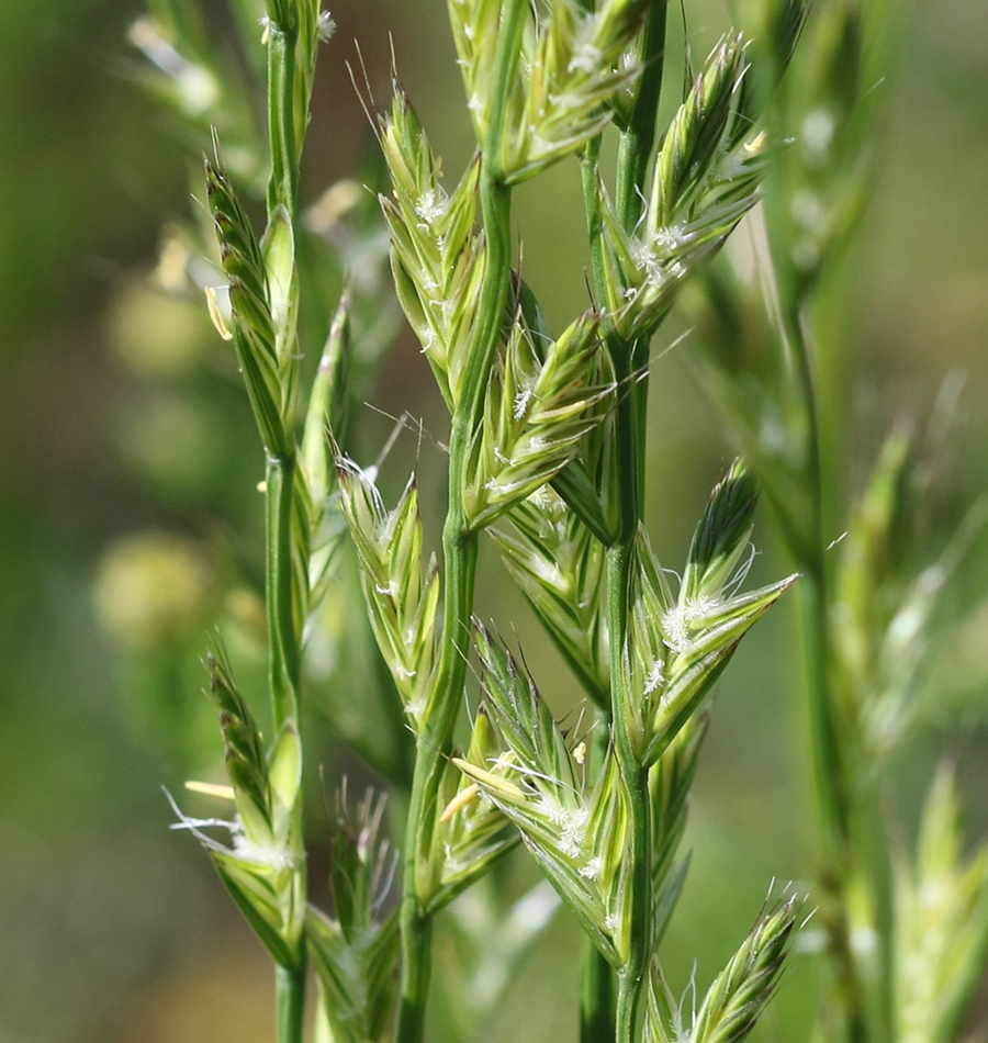 Image of Lolium multiflorum specimen.