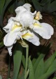 Iris × hybrida