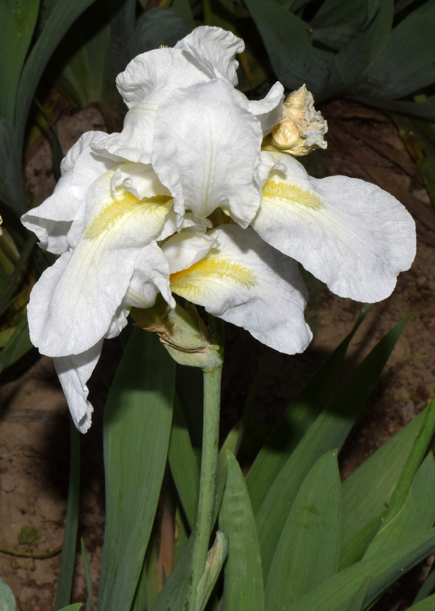 Image of Iris &times; hybrida specimen.