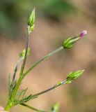Crupina vulgaris