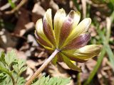 Adonis amurensis. Верхушка побега с цветком. Хабаровский край, окр. г. Комсомольск-на Амуре, дол. р. Силинка, перелесок. 07.05.2025.