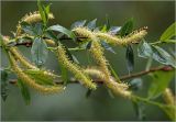 Salix triandra. Часть ветви с мужскими соцветиями и листьями. Московская обл., Раменский р-н, окр. дер. Хрипань, садовый участок. 20.05.2025.
