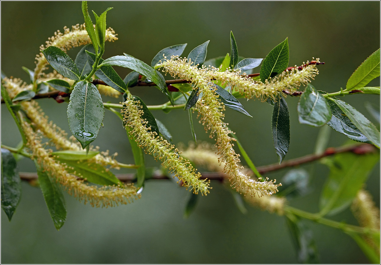 Image of Salix triandra specimen.