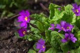 Primula vulgaris