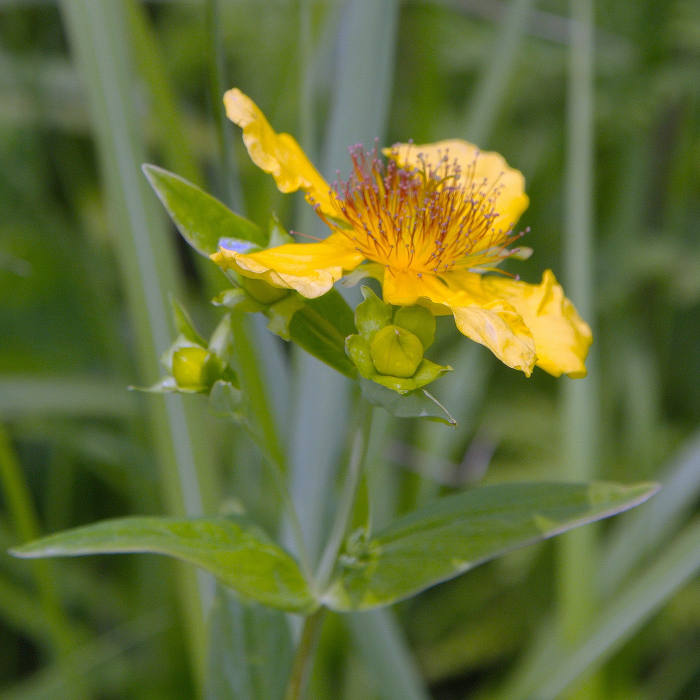 Изображение особи Hypericum gebleri.