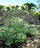 Artemisia glomerata
