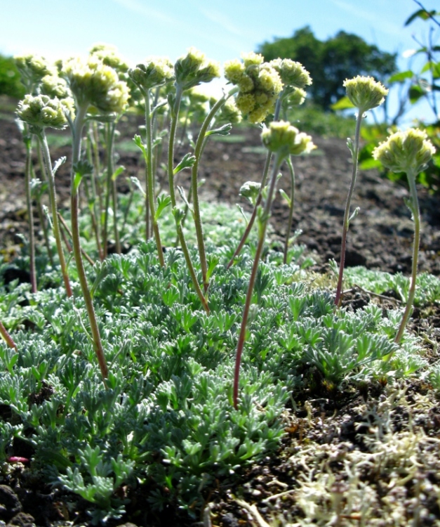 Image of Artemisia glomerata specimen.