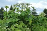 Heracleum sosnowskyi