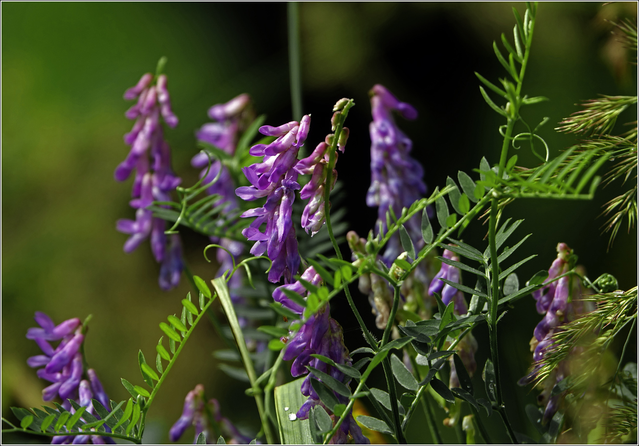 Изображение особи Vicia cracca.