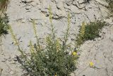 Reseda lutea. Цветущие растения. Турция, ил Агры, г. Догубаязит, скала, возвышающаяся на северо-востоке от дворца Исхак-паши, юго-западный склон, выс. 1820 м н.у.м, на скале. 20 мая 2025 г.