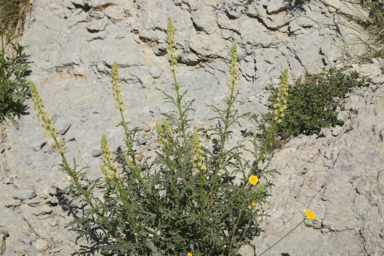 Изображение особи Reseda lutea.