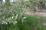 genus Salix. Верхушка веточки. Турция, ил Ван, рядом с водопадом Мурадие, берег р. Бендимахи. 20 мая 2025 г.