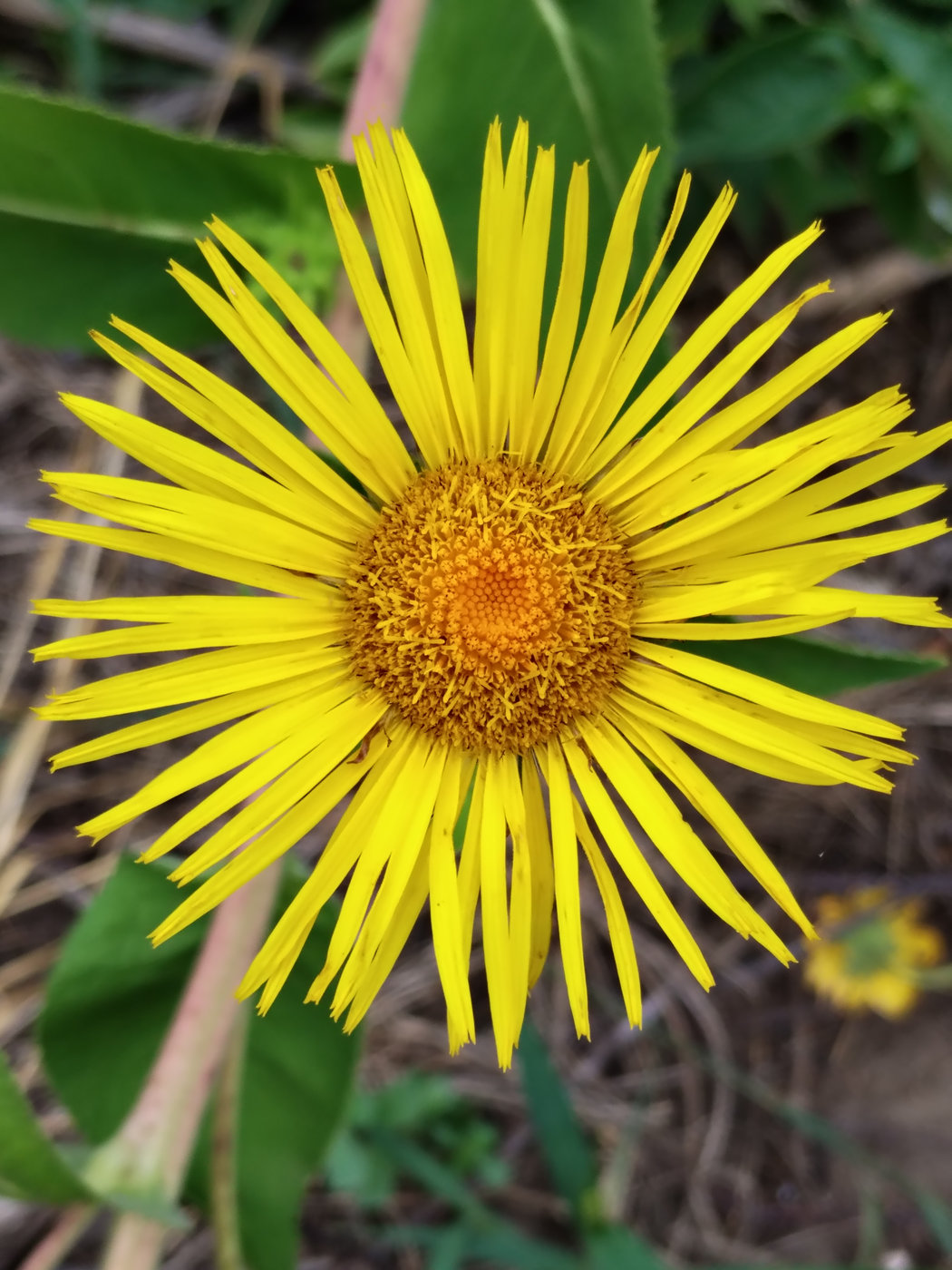 Image of Inula helenium specimen.