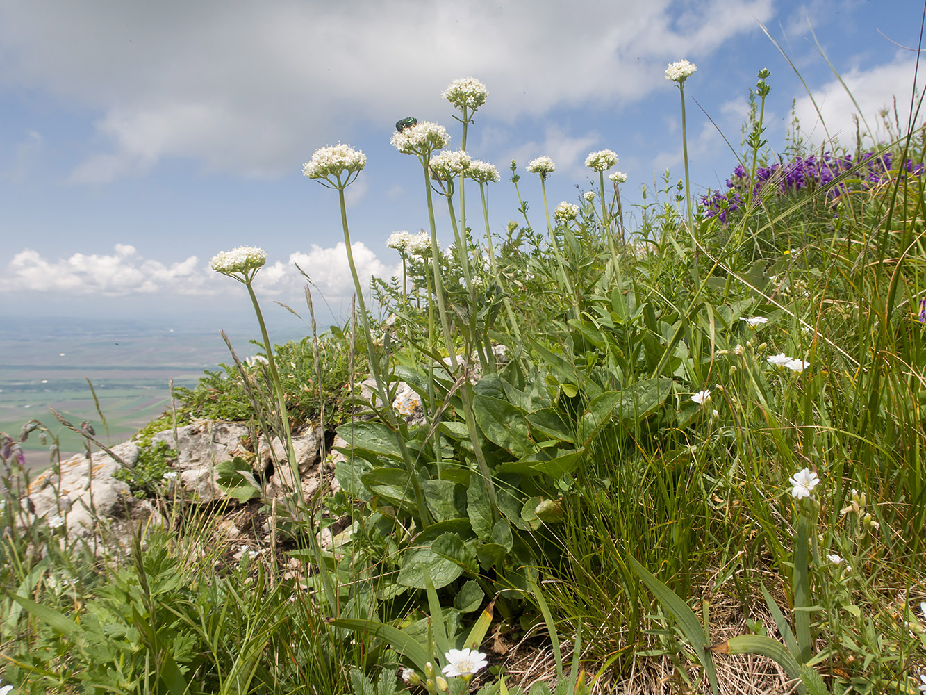 Изображение особи Valeriana alpestris.
