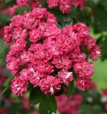 Crataegus × media. Соцветие. Псков, парк р. Псковы, декоративные насаждения. 09.06.2025.